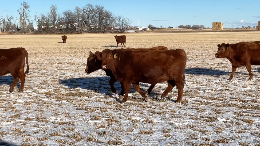 BC120a5 All home raised- Solid Red Angus-Bred Red Angus- Calve March 14th!